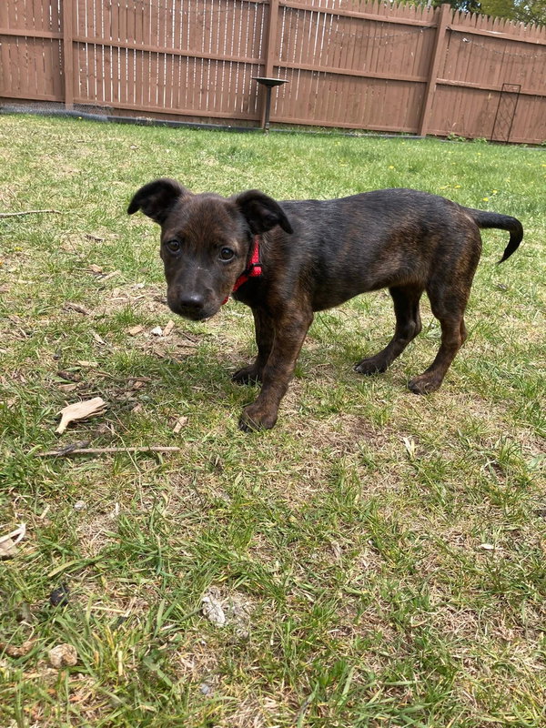 Suki
