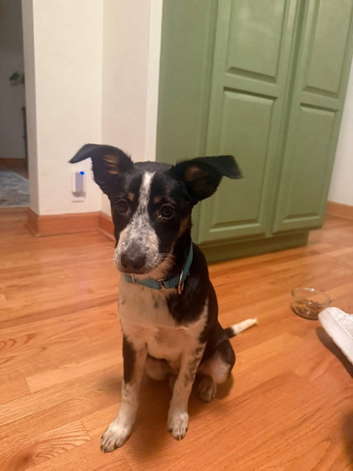 Tootsie, an adoptable Terrier in New London, WI