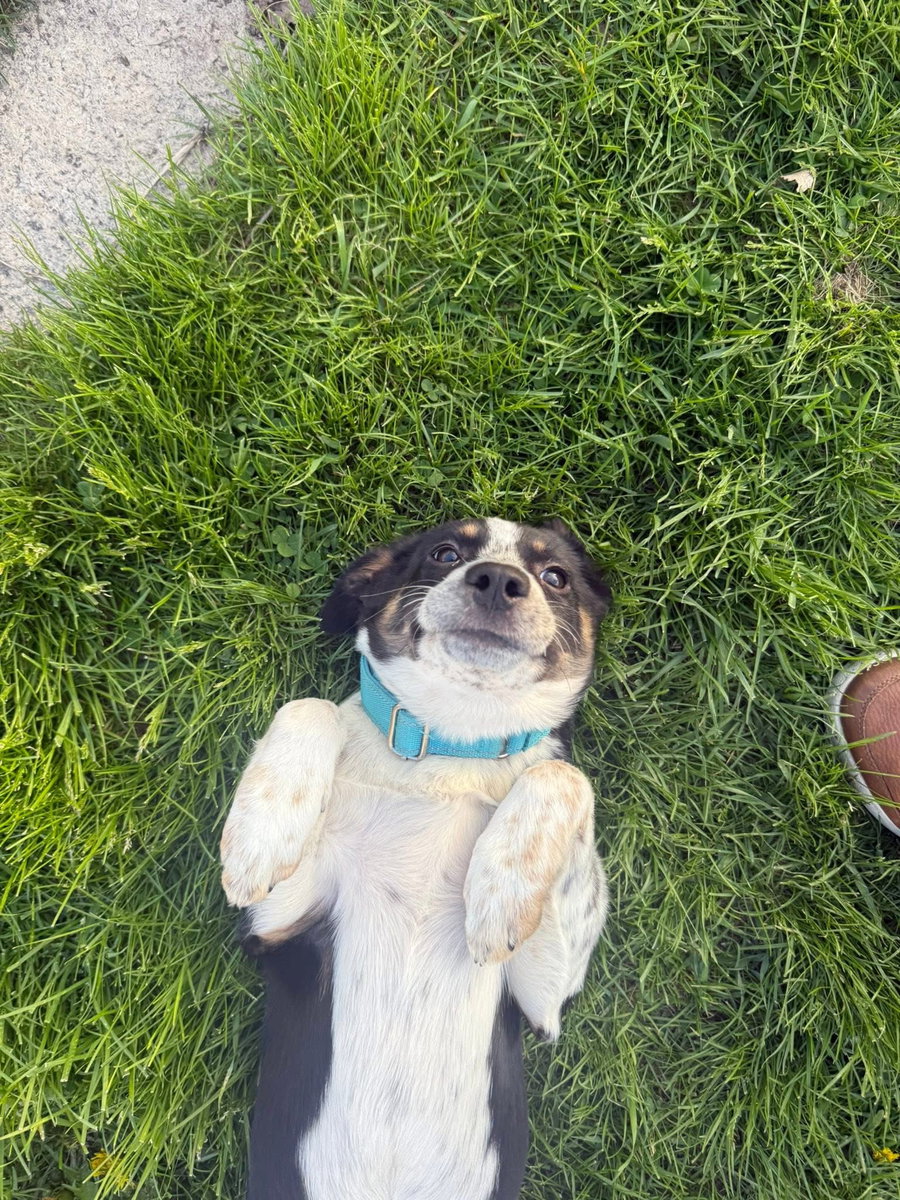 Tootsie