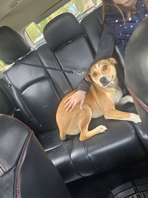 Fenton, an adoptable Feist in New London, WI