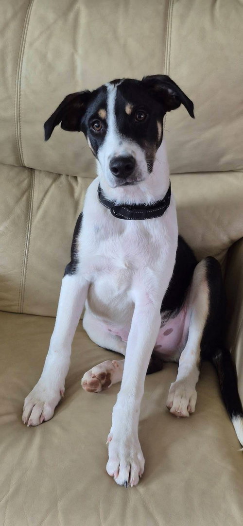 Joey, an adoptable Terrier in New London, WI