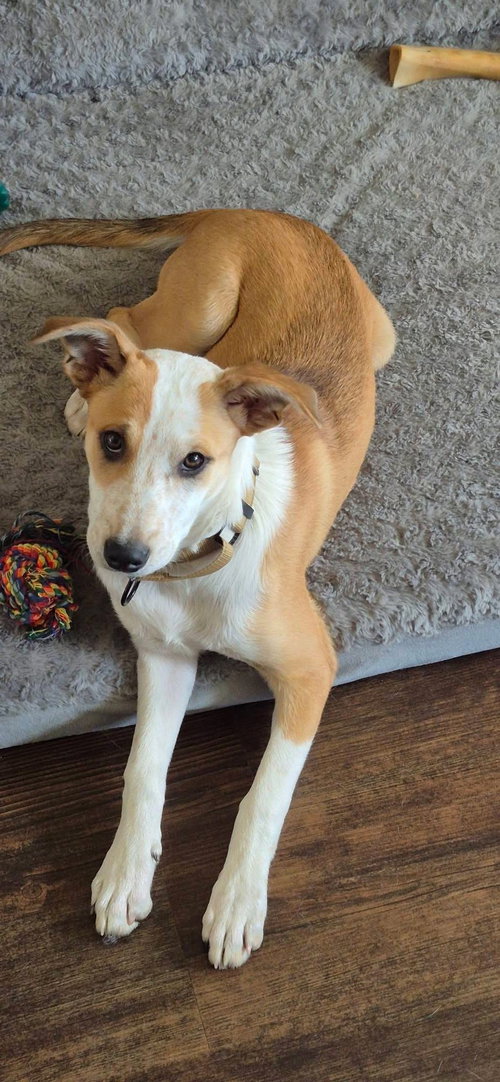 Salley, an adoptable Terrier in New London, WI