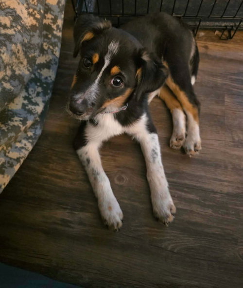 Zelda, an adoptable Terrier in New London, WI
