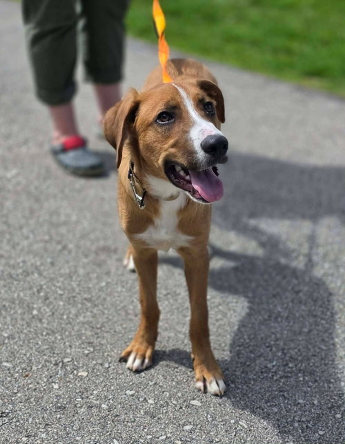 Squeaky, an adoptable Shepherd in New London, WI