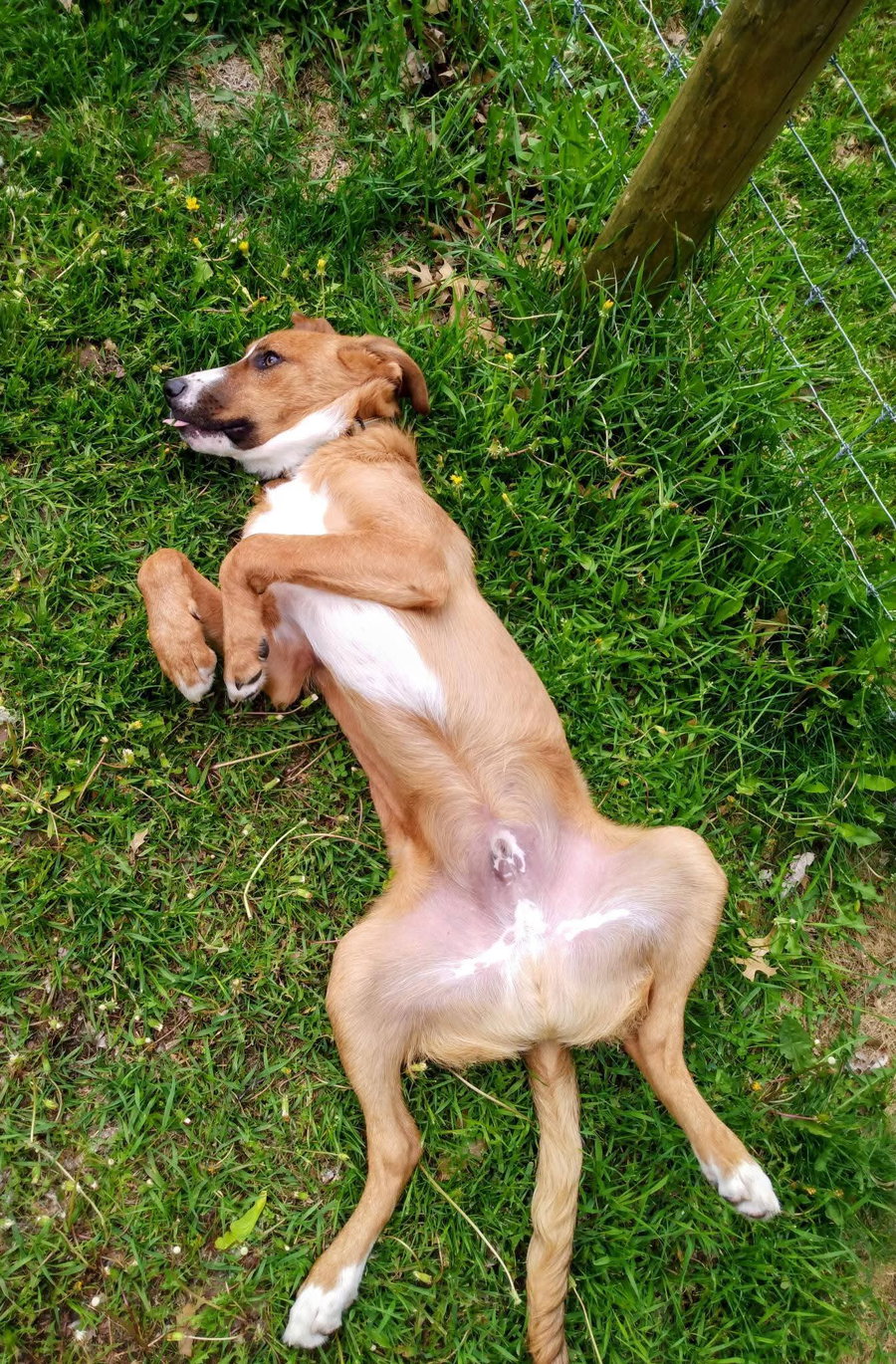 Squeaky