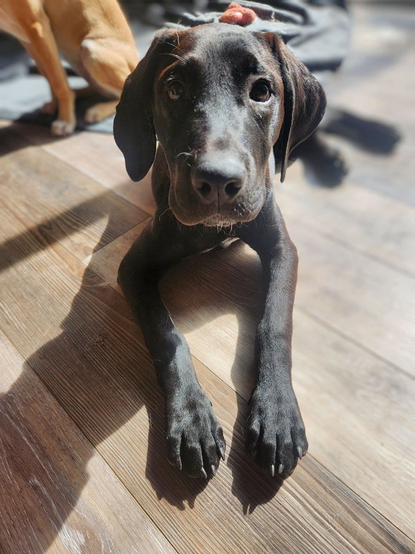 Ember