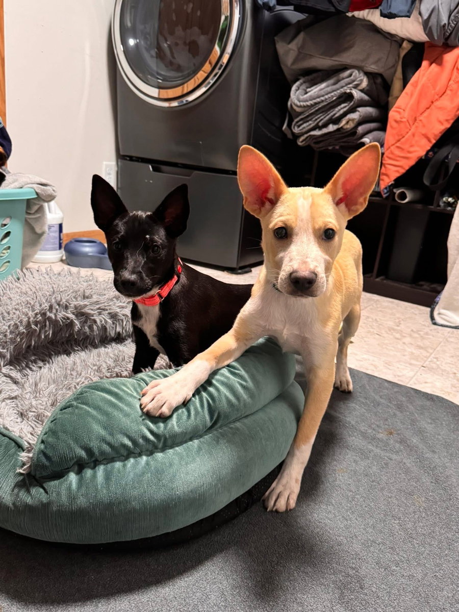 Lilo