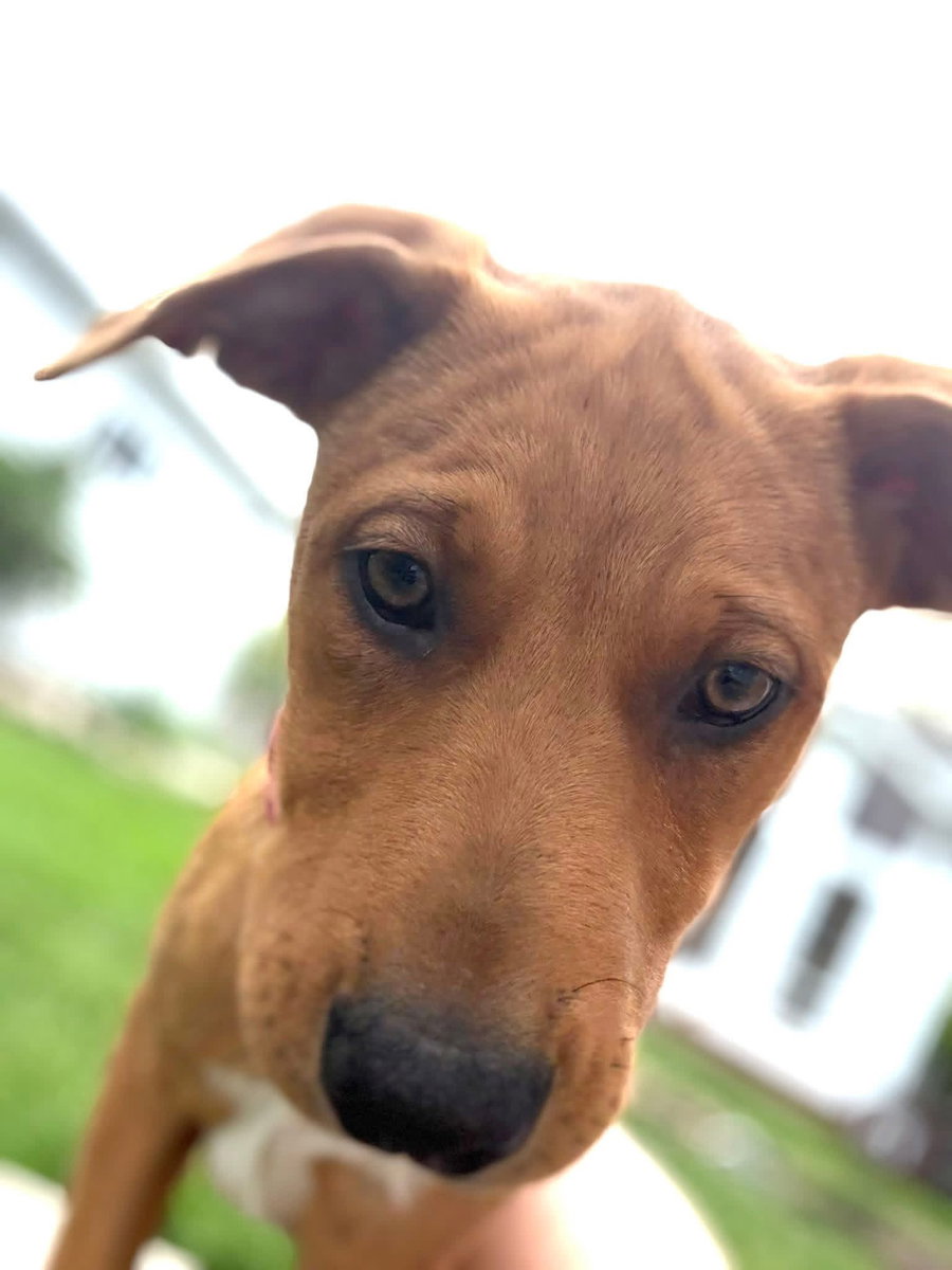 Honey
