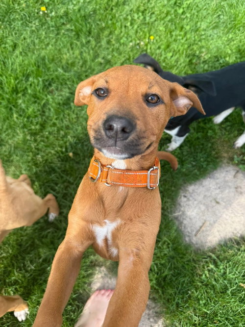 Hazel