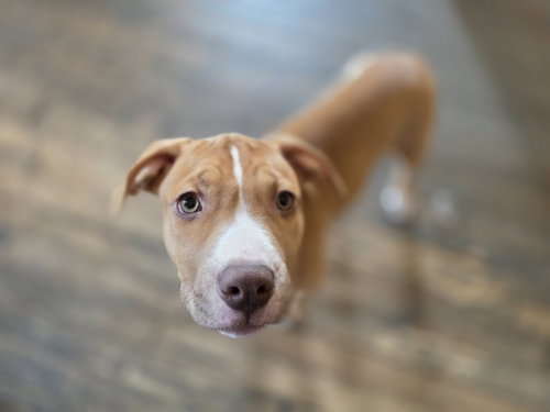 Nala