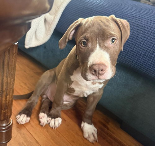 Rocky