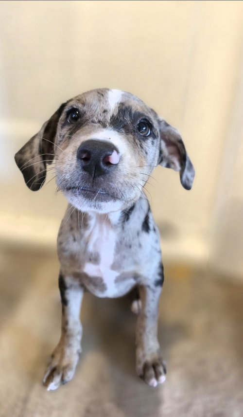 Atlas