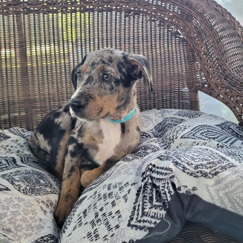 Archie