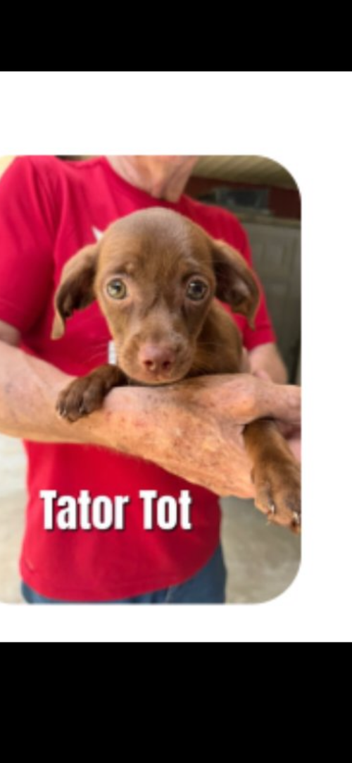 Tator Tot