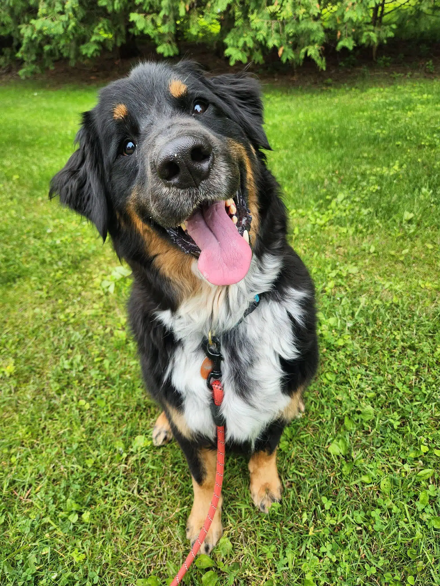 Hughie - Australian Shepherd