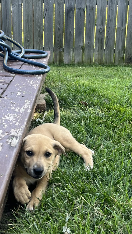 Sadie photo 3
