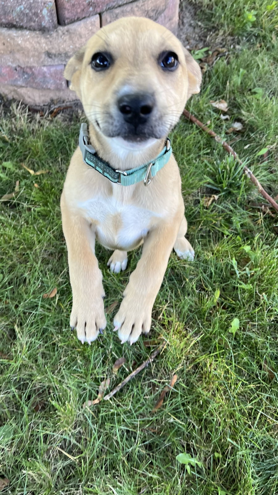 Sadie