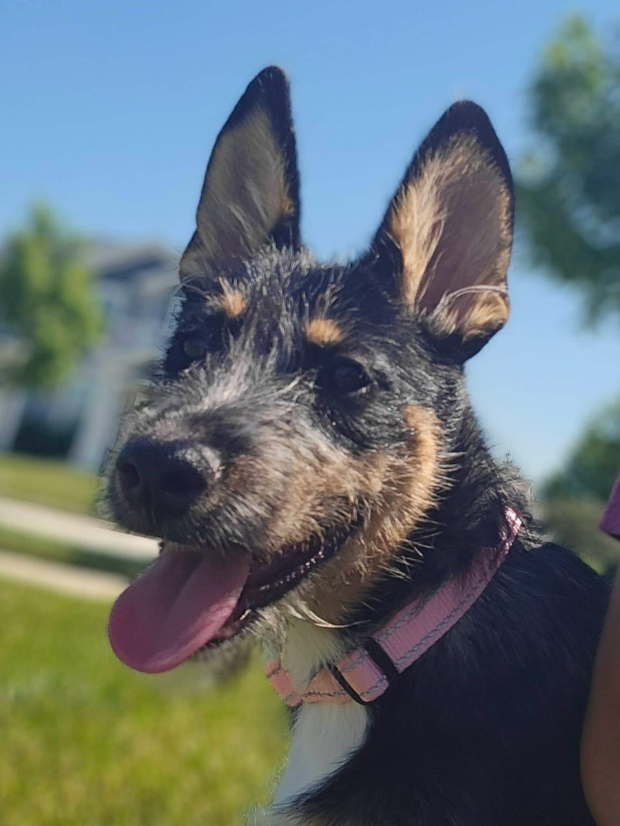 Ari