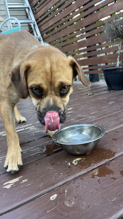 Penny photo 2