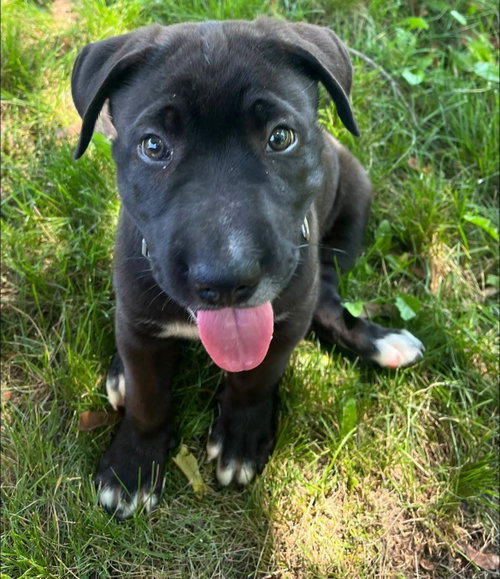 Coal