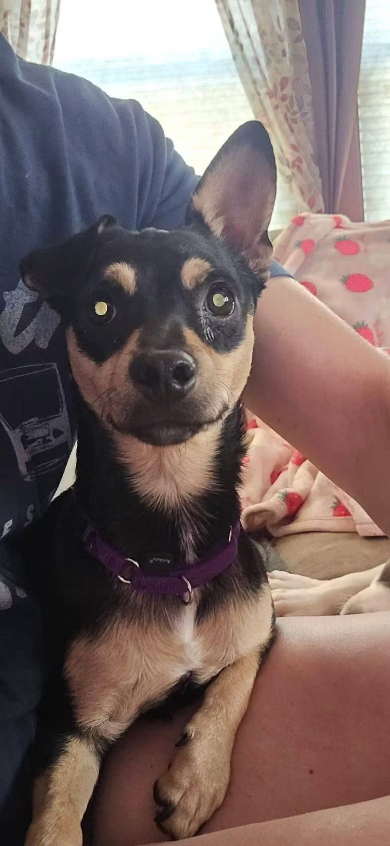 Bo