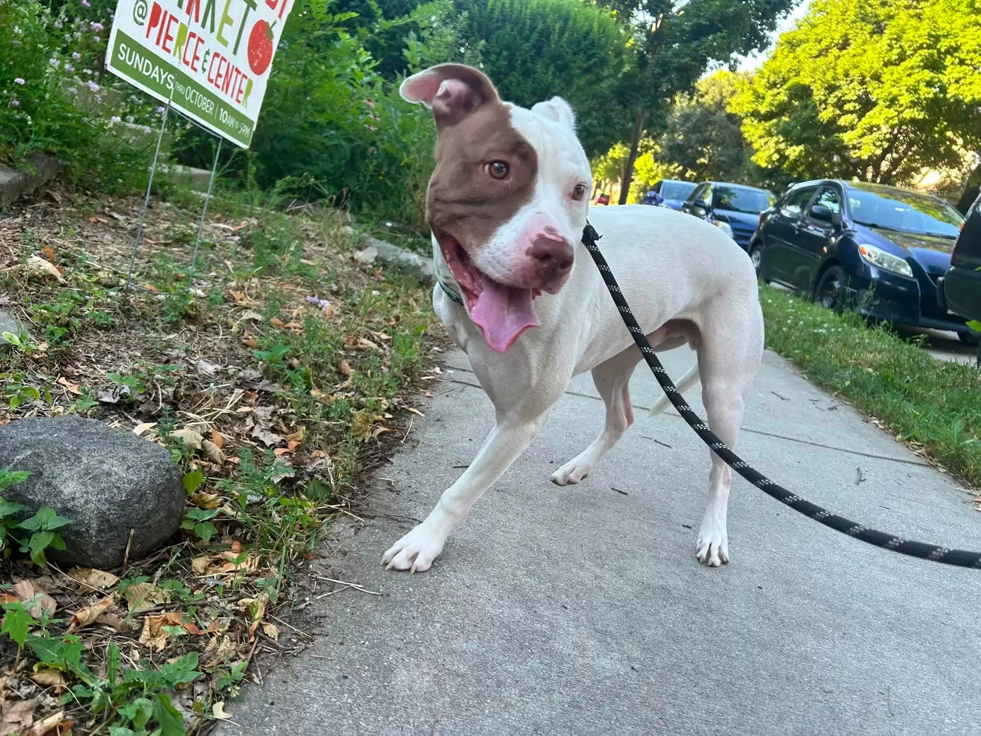 Rigsby - Pit Bull Terrier