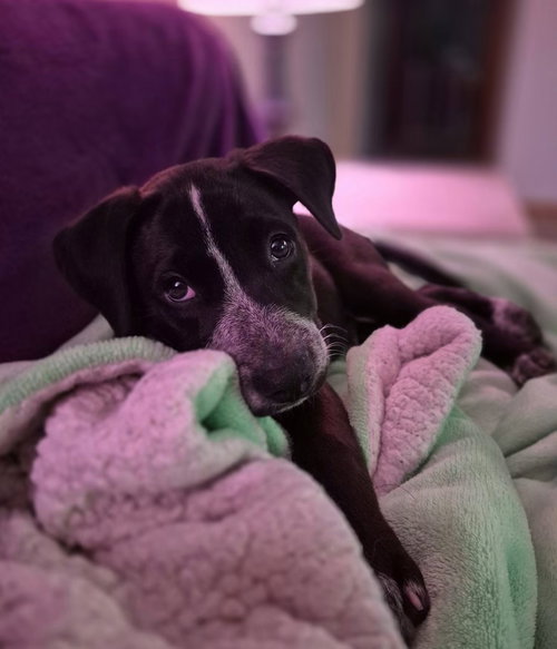 Photo 2 of Spot