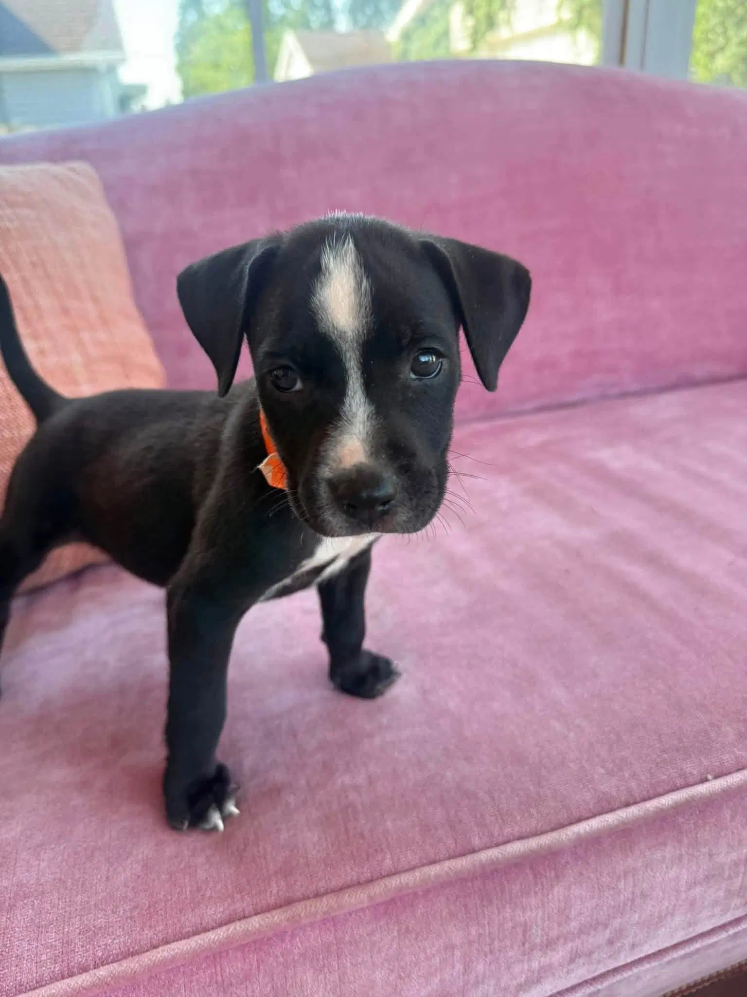 Gisele - Black Mouth Cur
