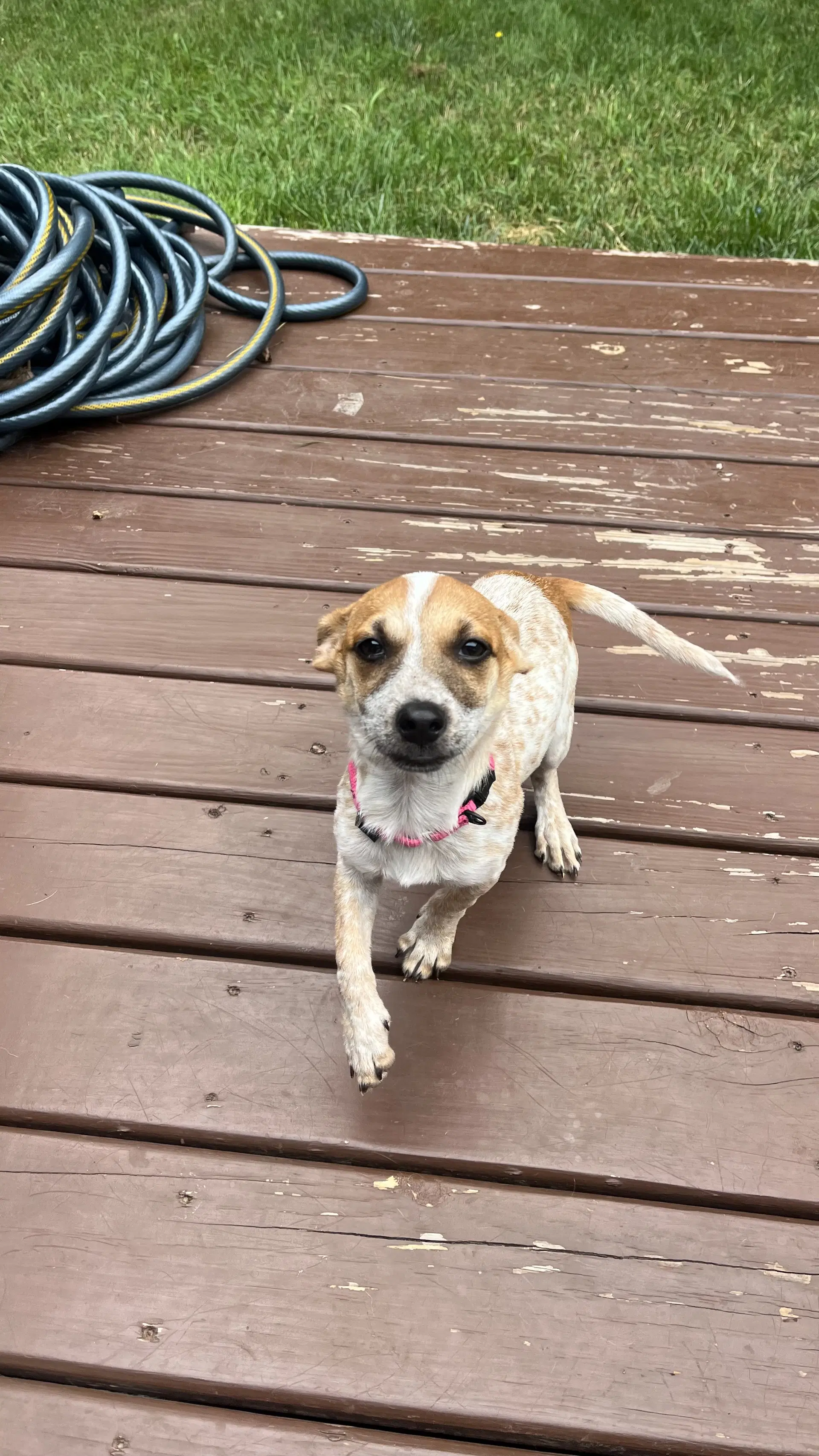 Lola image 3