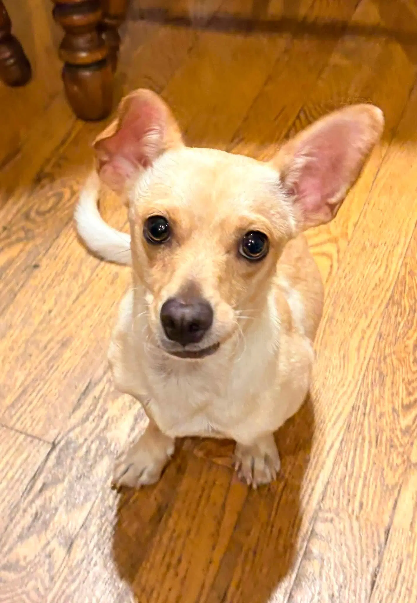 Calvin - Chihuahua