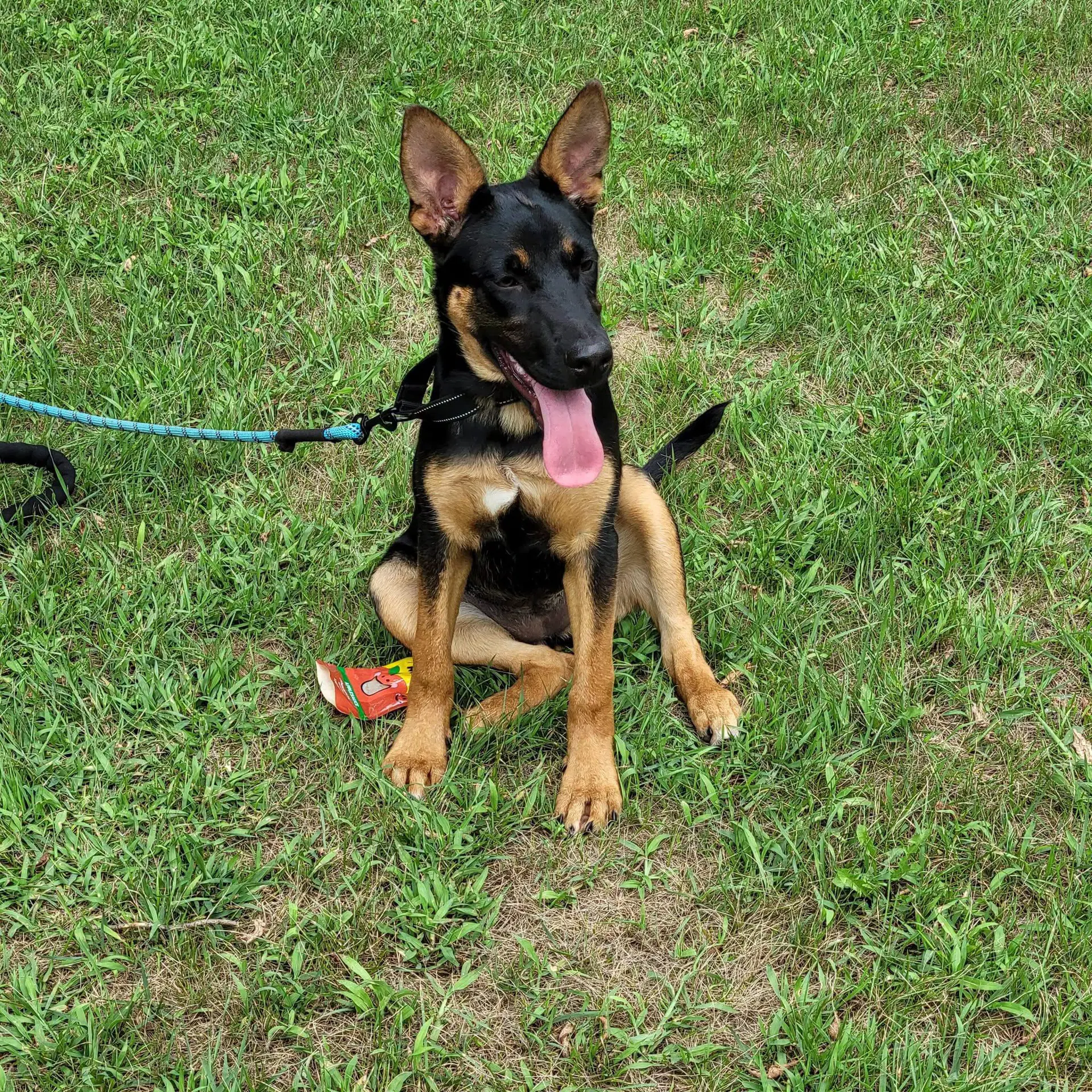 Riley - German Shepherd Dog