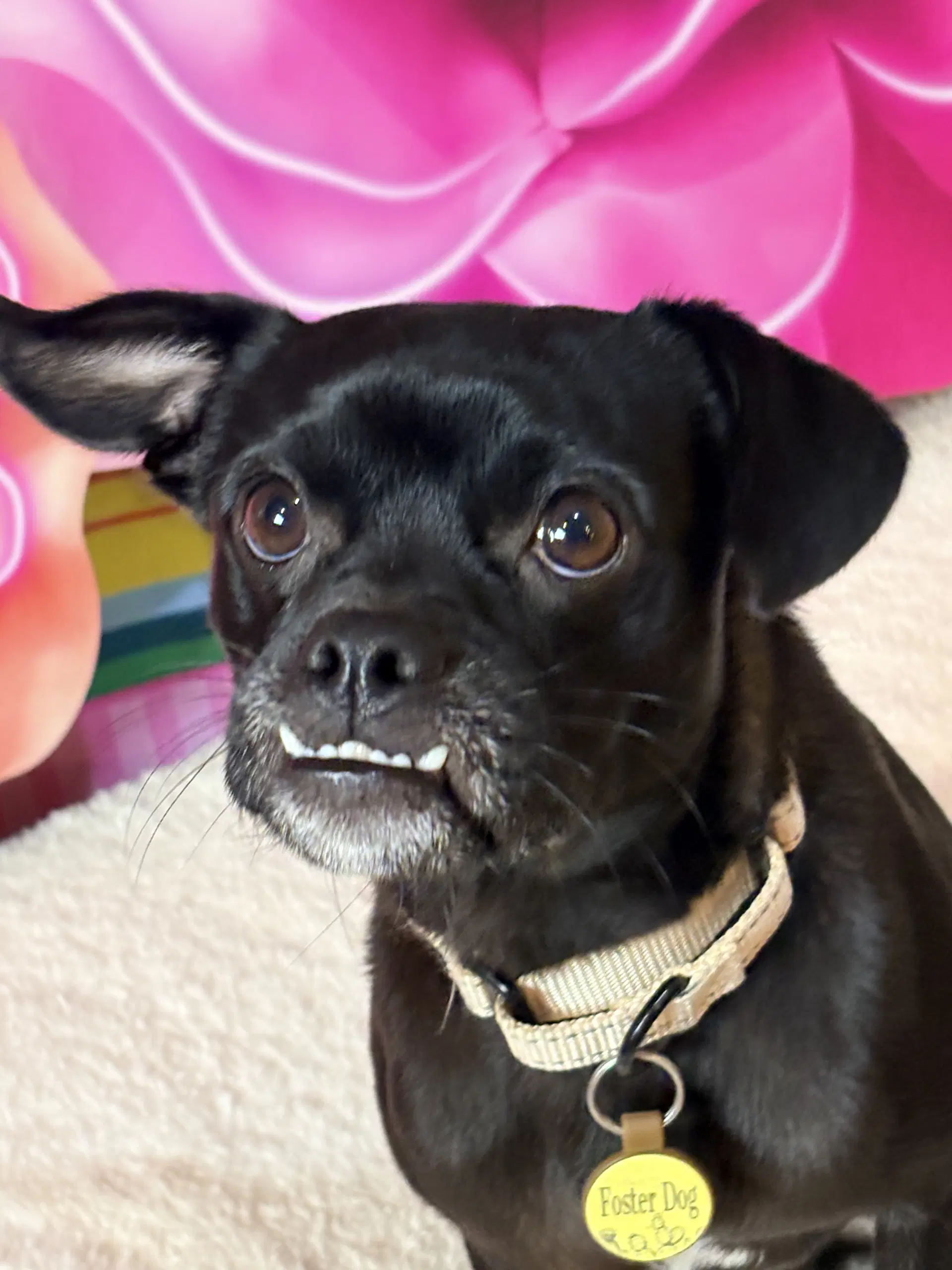 Leon - Pug