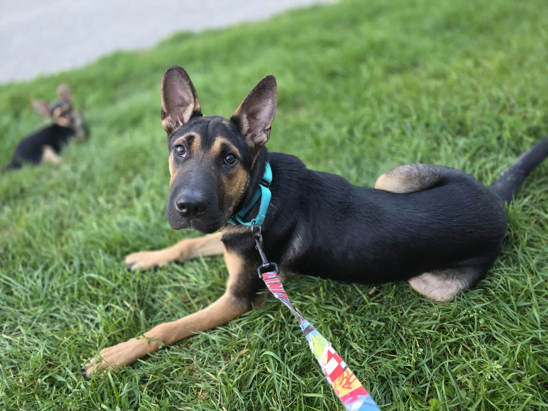 Carly - Shepherd
