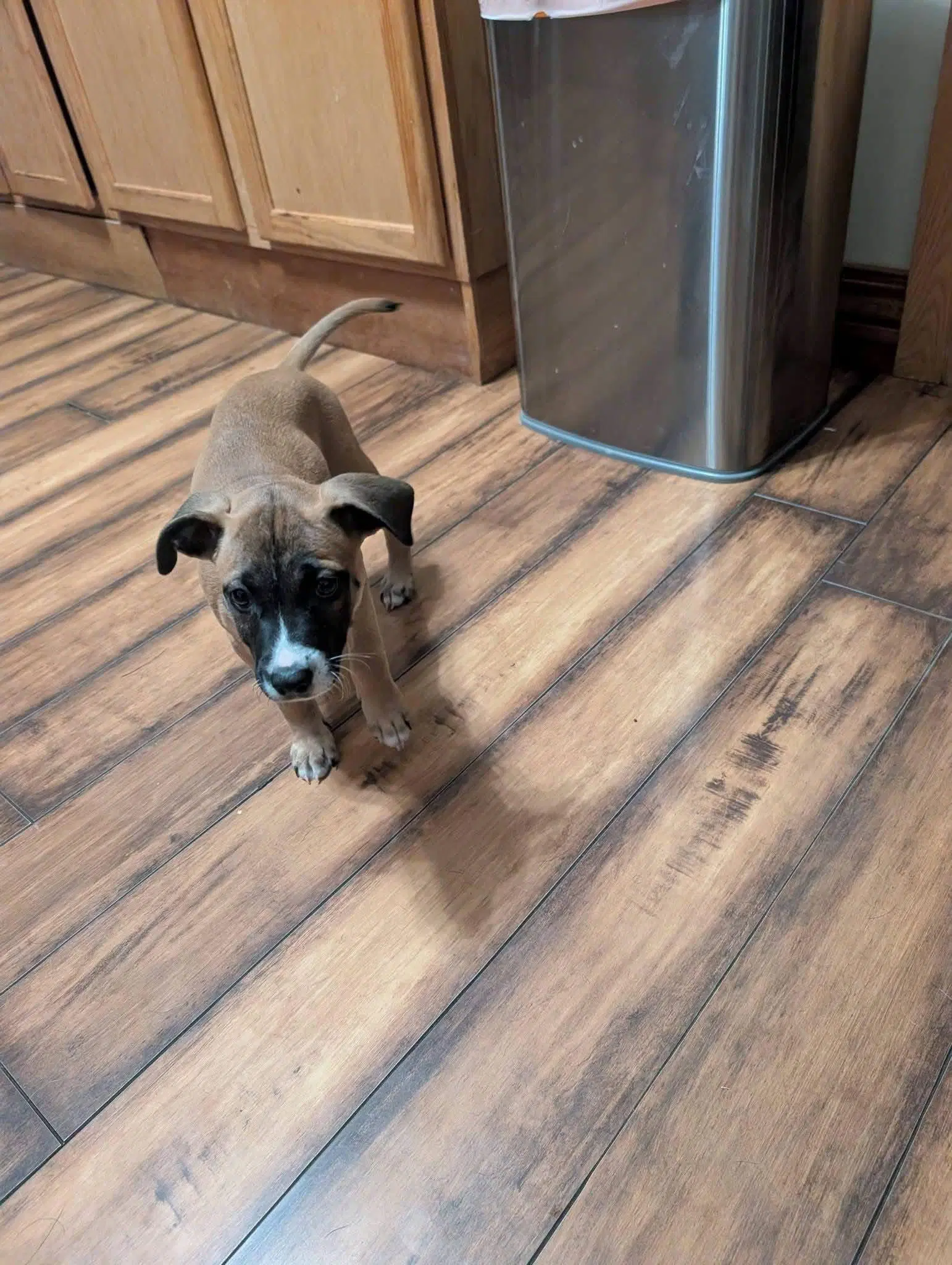 Zeke - Terrier