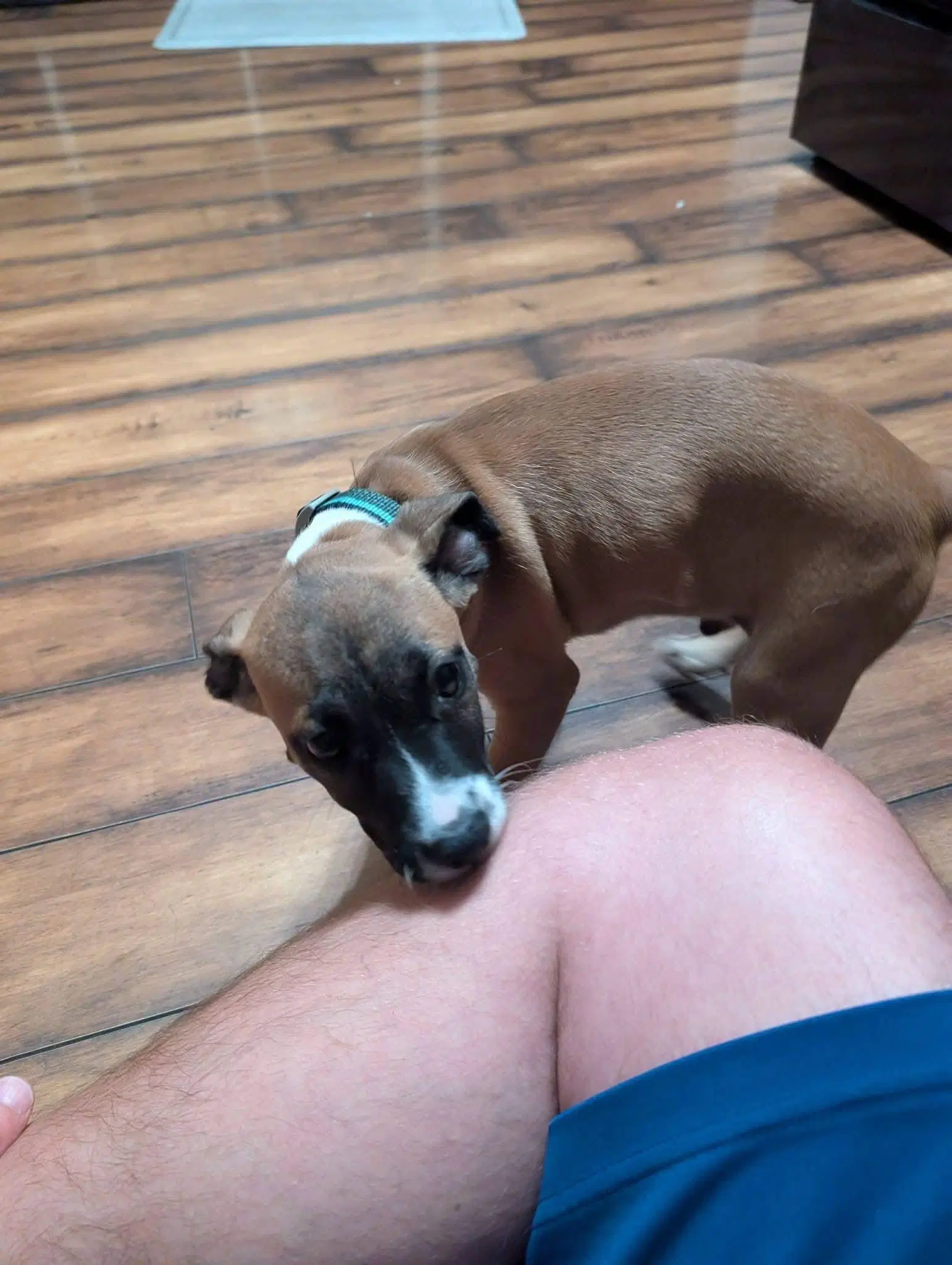 Zeke image 2