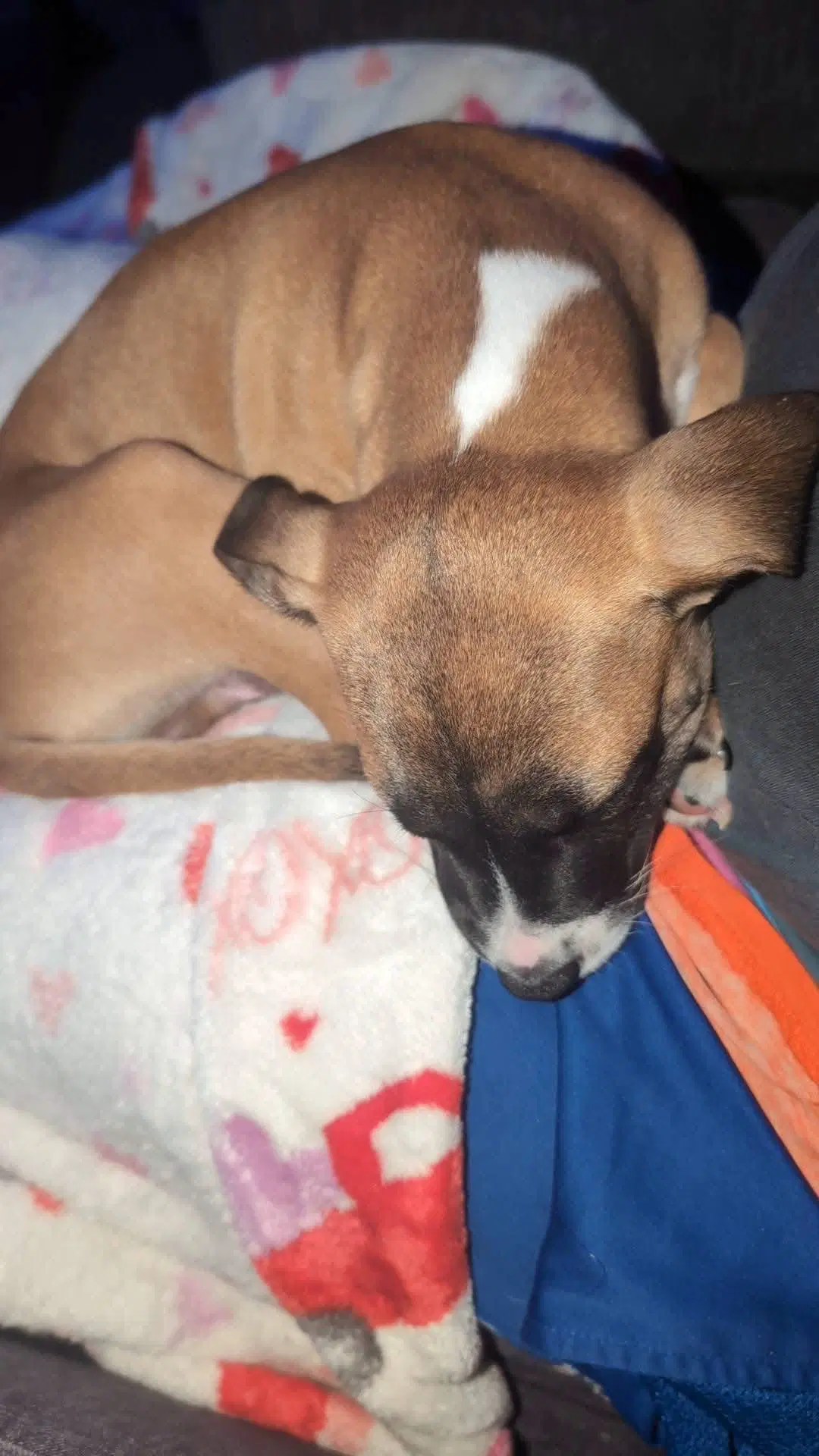 Zeke image 3