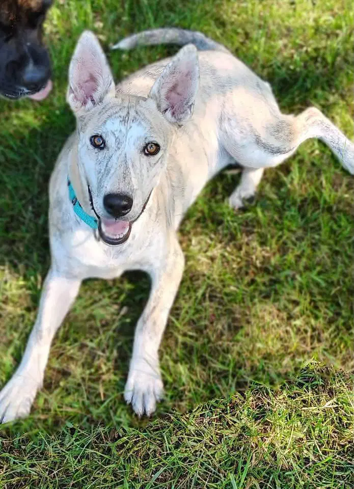 Sugar - Siberian Husky
