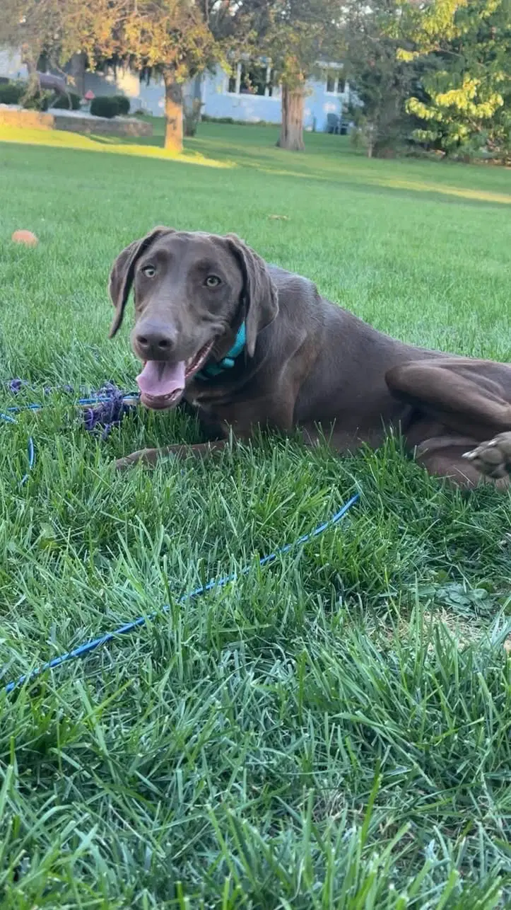 Goose - Chocolate Lab