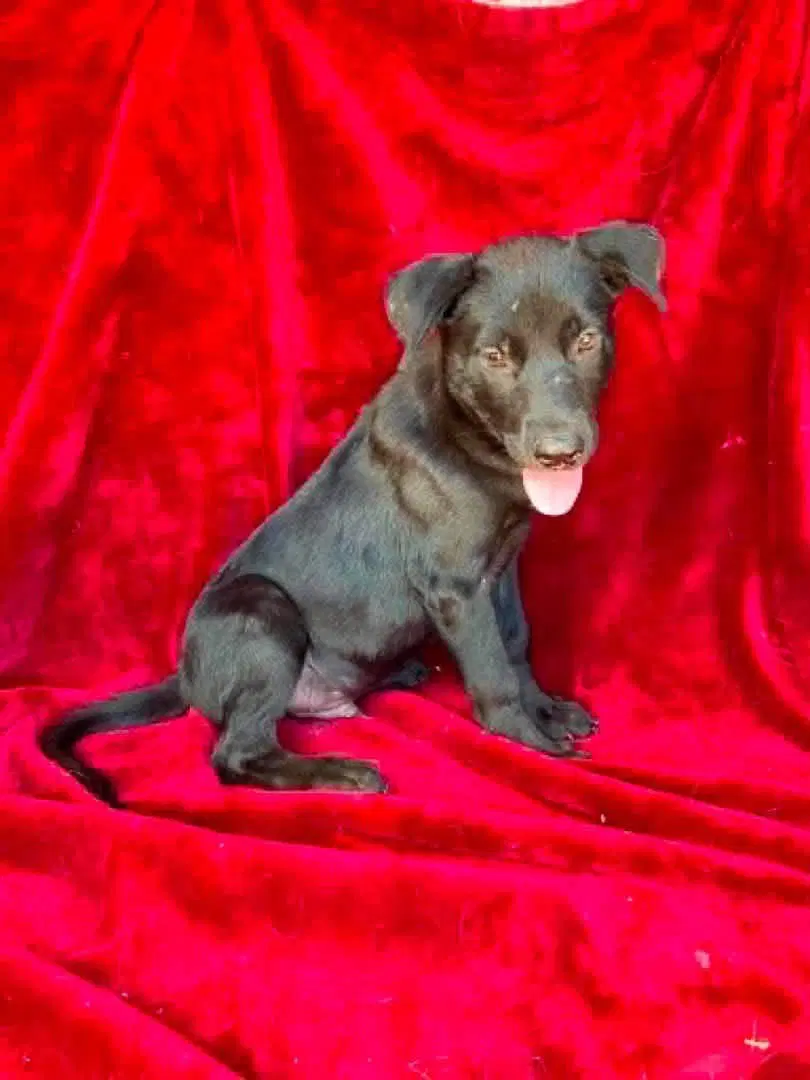 Newport - Lab mix
