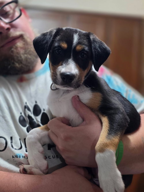 Pippa, a dog for adoption from Our Pack Animal Rescue, Inc.