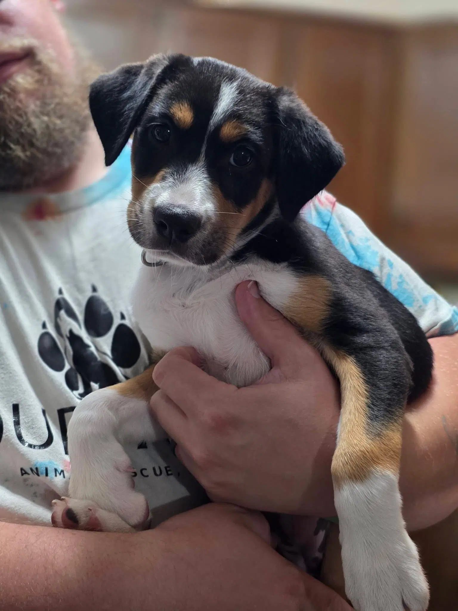 Pippa image 2