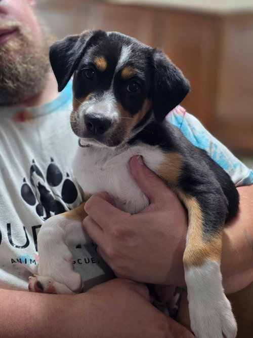 Photo 2 of Pippa