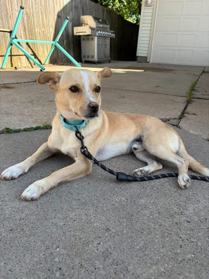 Rowan - Chihuahua