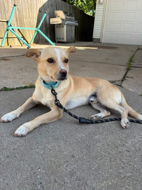 Rowan, a dog for adoption from Our Pack Animal Rescue, Inc.