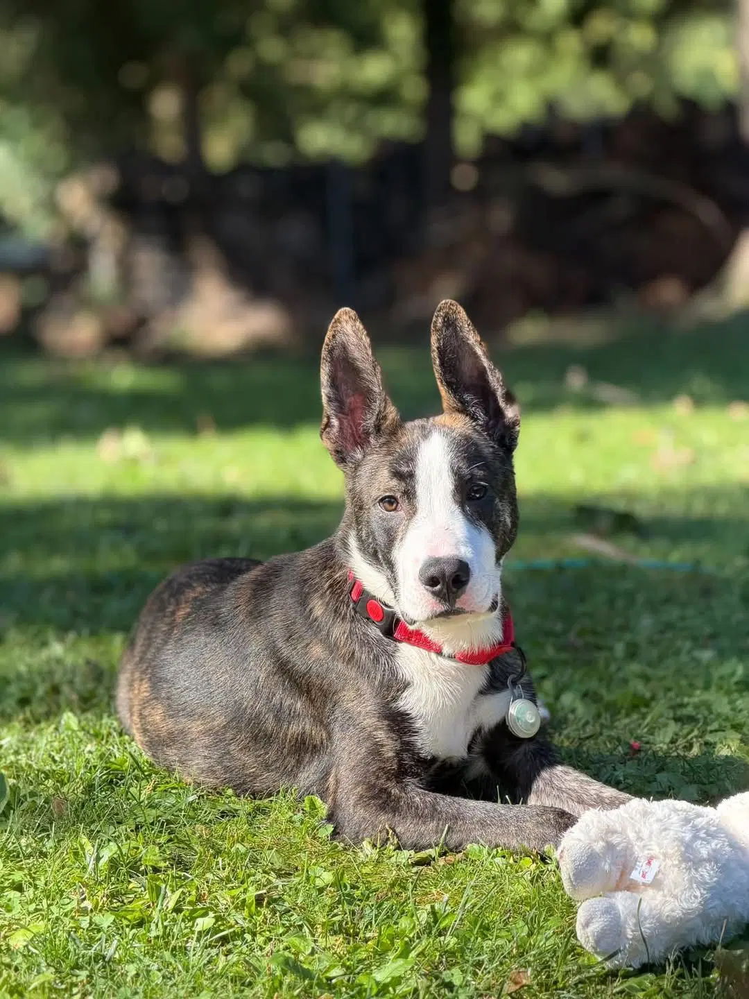 Bru - Shepherd