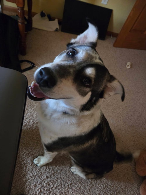 Honeybee, a dog for adoption from Our Pack Animal Rescue, Inc.