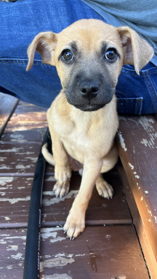Maple, a dog for adoption from Our Pack Animal Rescue, Inc.
