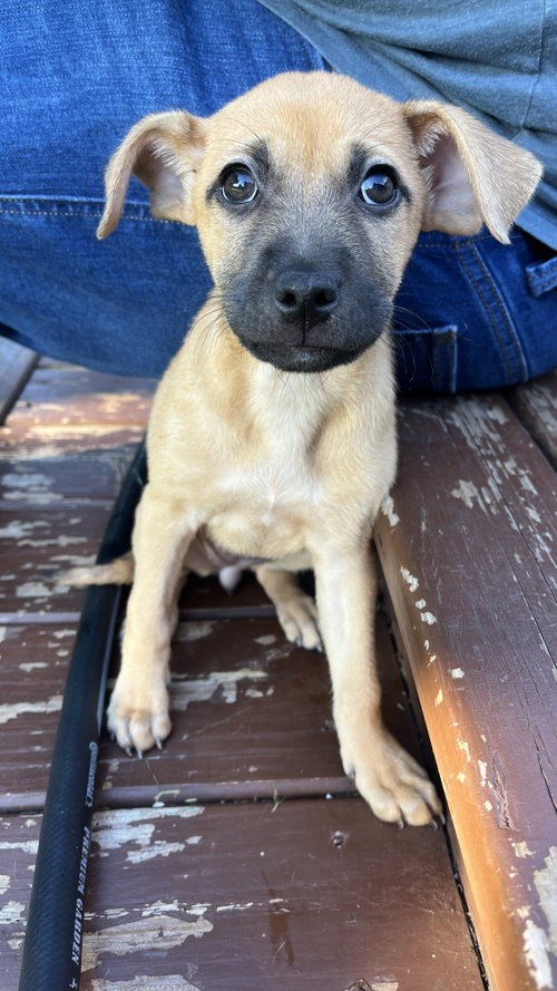 Photo 2 of Maple