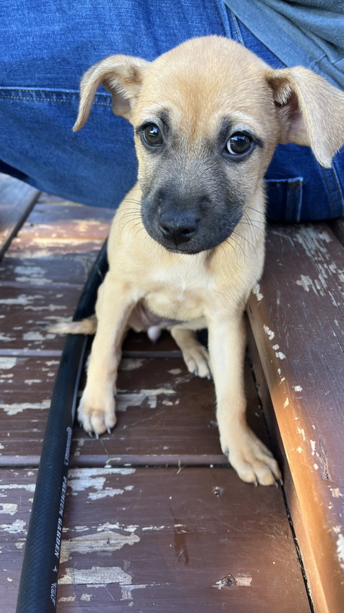 Photo 3 of Maple