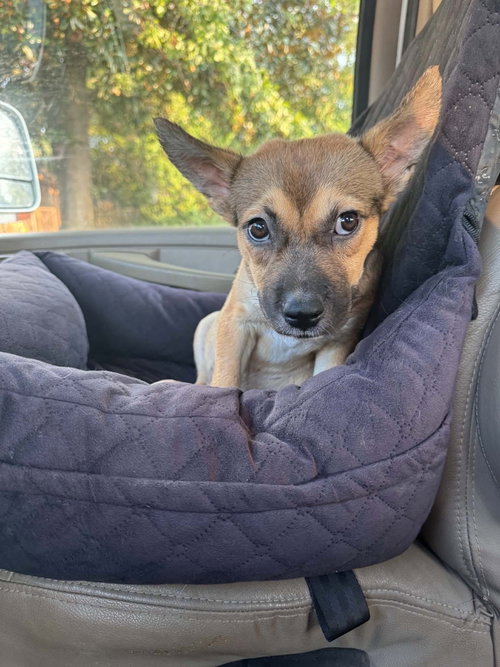 Clementine, a dog for adoption from Our Pack Animal Rescue, Inc.